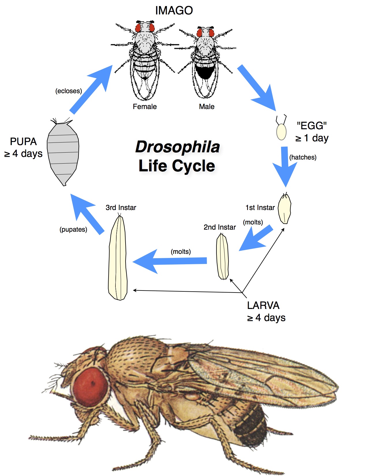 Fruit Fly Life Cycle