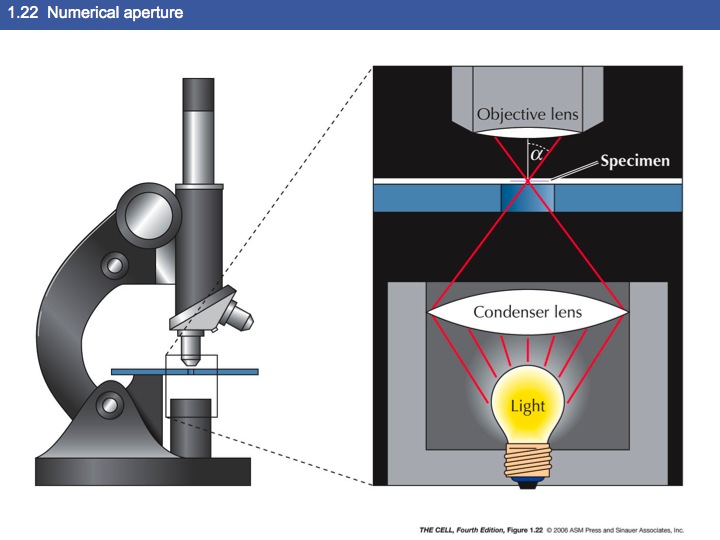 light
                  microscope