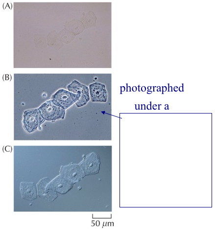 phase contrast microscope