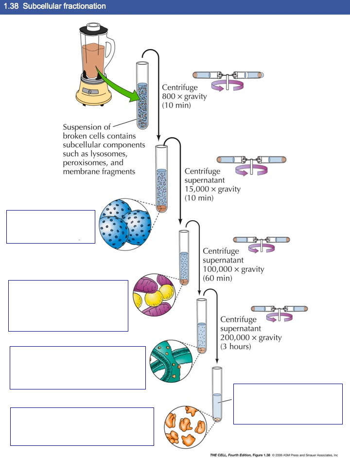 Differential
                Centrifugation