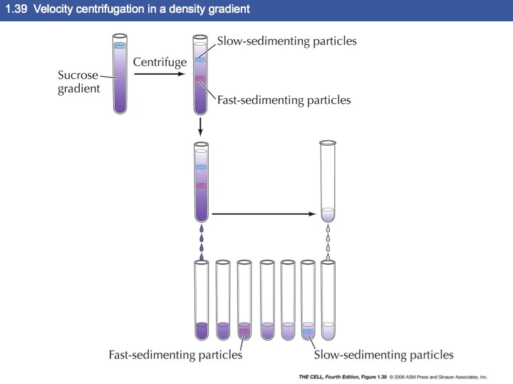 Sucrose Gradient