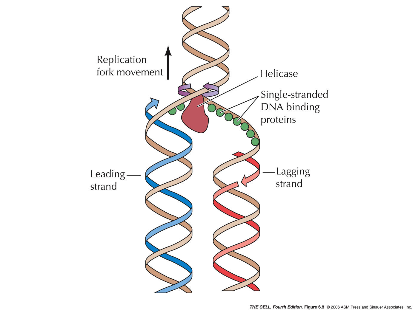 dna-replication