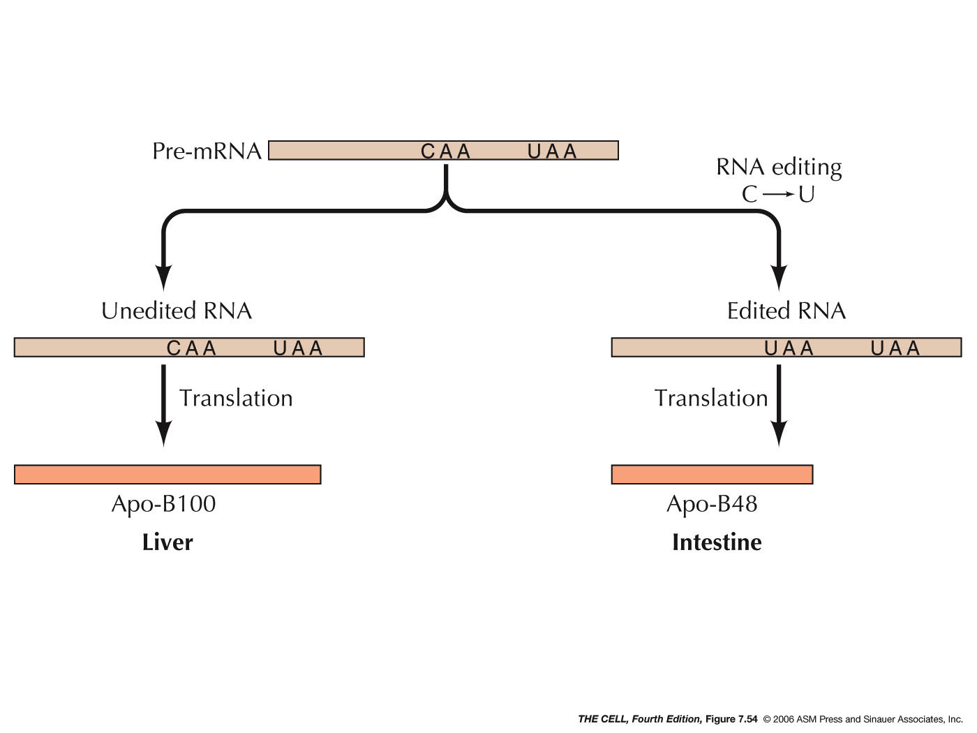 Transcription