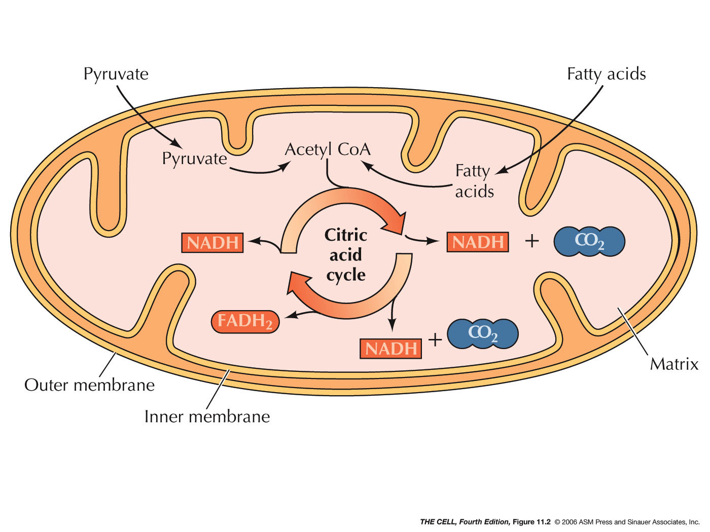 mitochondria-in-middle-piece-of-sperm