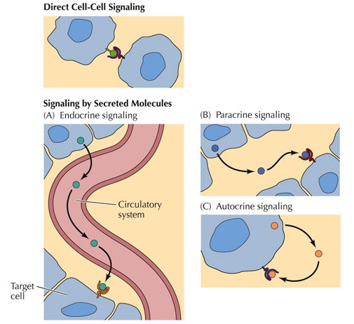 endocrine, paracrine, autocrine signaling