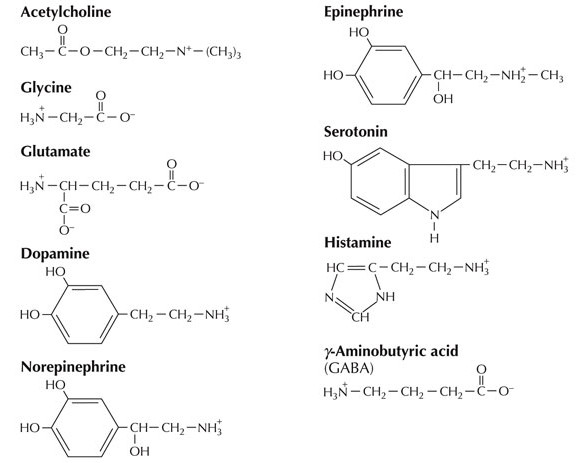 neurotranmitters