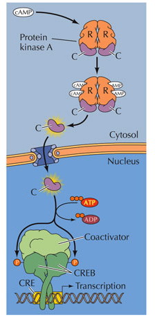 signal transduction