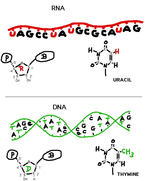 RNA