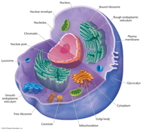 eukaryotic
                      (animal) cell