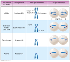 chromosome classification