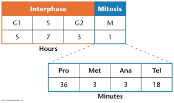 duration of stages of the cell cycle
                            and mitosis