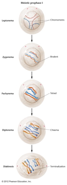 stages of
                      prophase I