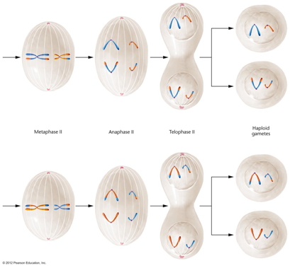 meiosis
                      II