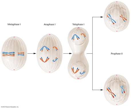 meiosis I