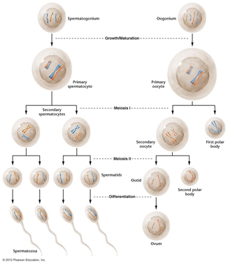 human
                      meiosis