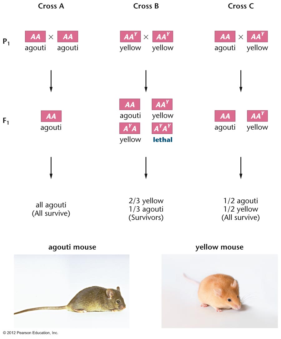 Lethal gene in
                  mice