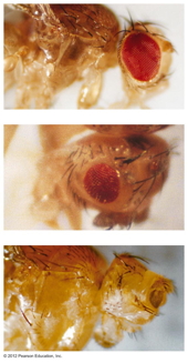 Variable
                  Expressivity in Drosophila