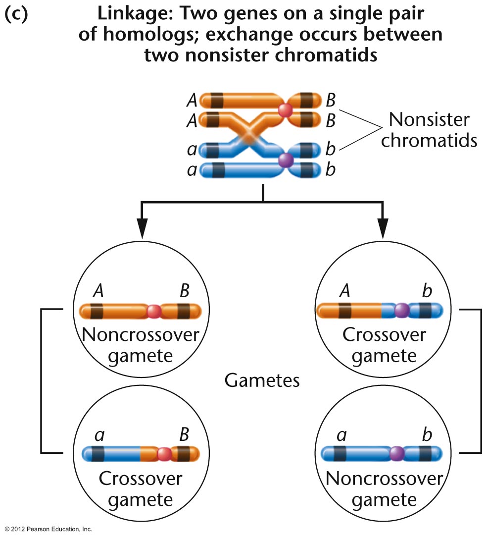 genetic linkage diagram