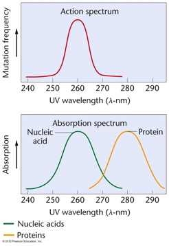 UV
                        absorption of DNA/protein
