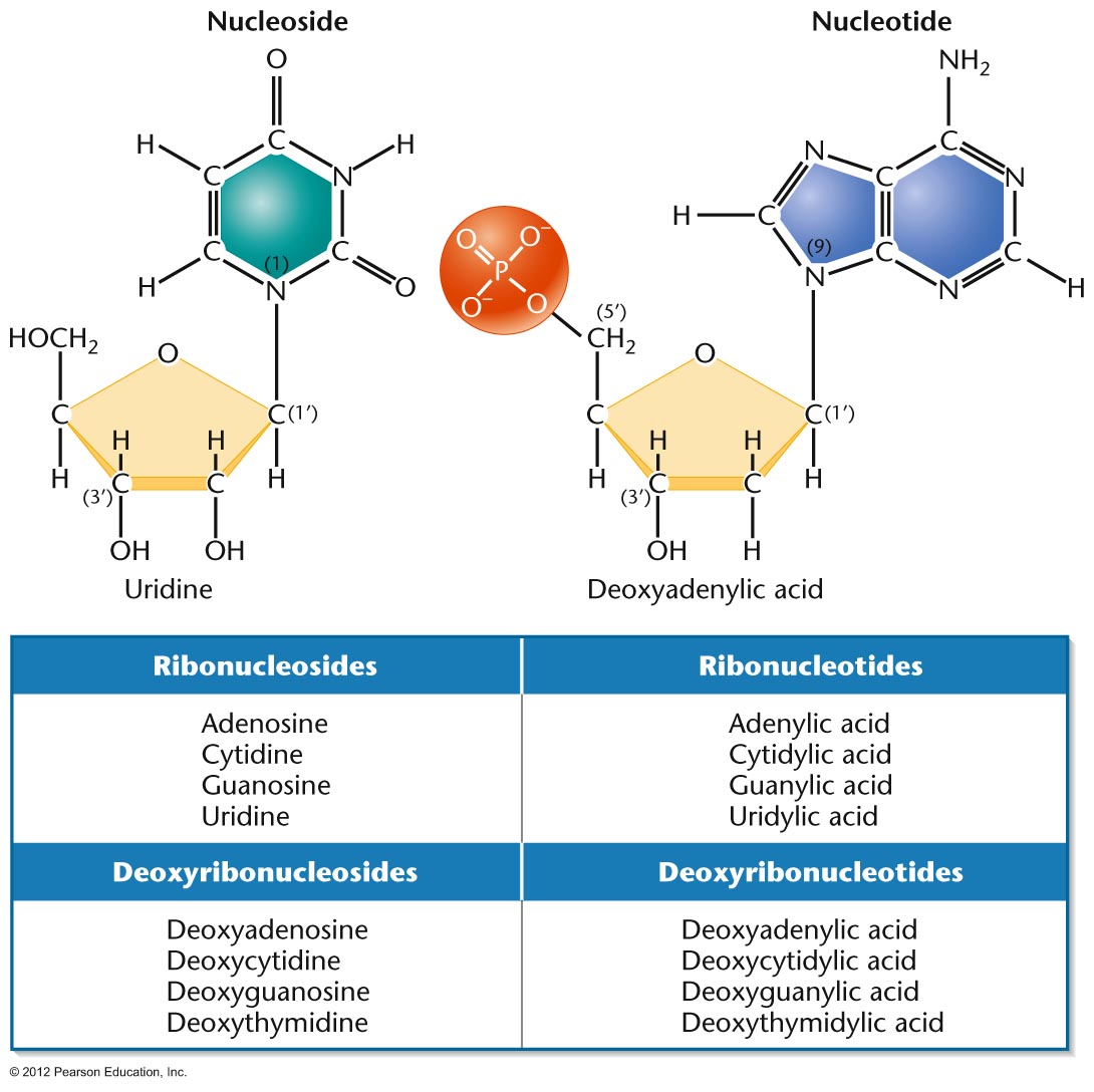 which-are-the-3-components-of-dna-nucleotide-types-of-bonds-in-a-dna