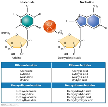 nucleotides/nucleosides/bases