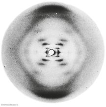 X-ray
                      diffraction photo of DNA