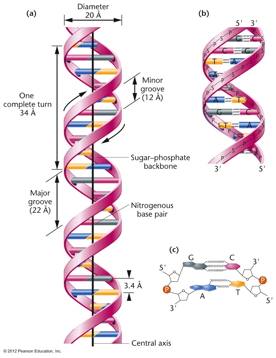 DNA dimensions