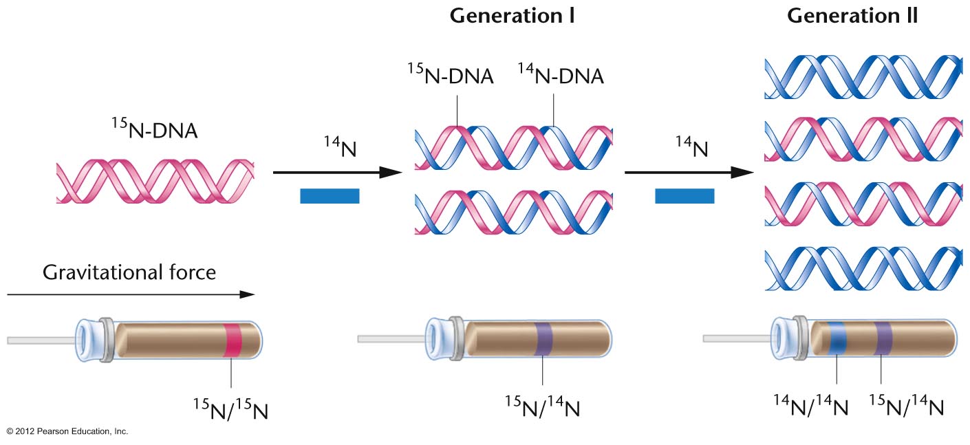 semiconservative replication diagram