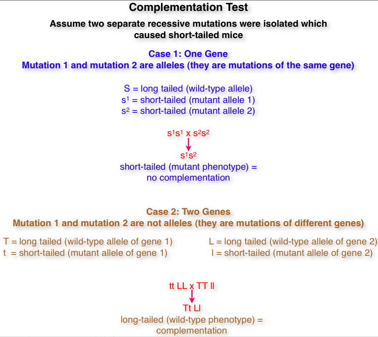 Complementation Test